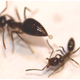 Illustration for article titled How a small group of California ants are challenging the global Argentine ant empire